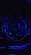 Romantic Roses Magic Flower HD screenshot 8