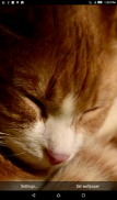 Sleepy Cat Live Wallpaper screenshot 0