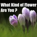 What Kind of Flower Are You ?