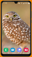 Owl HD Wallpaper screenshot 2