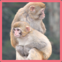 Monkey Memory Game