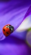 Ladybug Live Wallpaper screenshot 2