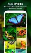 Insect identifier by Photo Cam screenshot 21