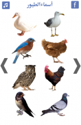 تعليم اسماء الطيور و اصوات الطيور screenshot 1