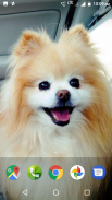 Pomeranian Dog Wallpapers HD screenshot 3