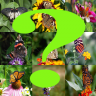 Guess the butterfly