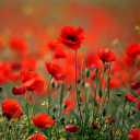 Poppies live wallpaper