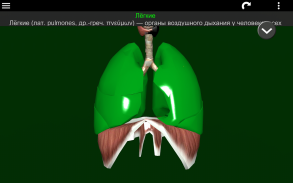 Внутренние органы в 3D (анатомия) screenshot 13