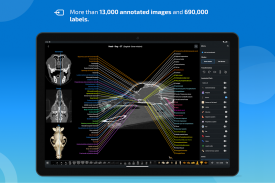 IMAIOS vet-Anatomy screenshot 8