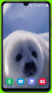 Harp Seal Wallpaper HD screenshot 2