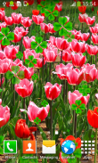 Tulips Live Wallpapers screenshot 4