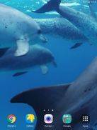 Дельфины Живые Обои screenshot 10