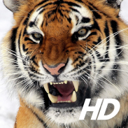 Tiger Wallpaper HD screenshot 9