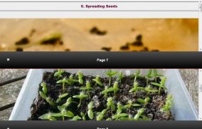 Make Dragon Fruit Seeds from Seeds screenshot 3