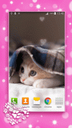 Cute Kittens Live Wallpaper screenshot 3