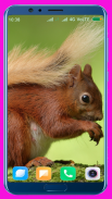 Squirrel HD Wallpaper screenshot 3