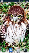 Owls Live Wallpaper screenshot 4