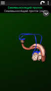 Внутренние органы в 3D (анатомия) screenshot 6