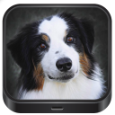 Dog images 2017 🐕 - Baixar APK para Android | Aptoide