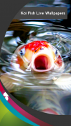 Koi Fish Live Wallpapers screenshot 0