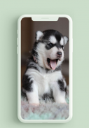 Husky Puppies Wallpaper HD screenshot 2