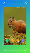 Squirrel Wallpaper screenshot 6