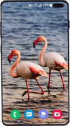 Flamingo Wallpaper HD screenshot 5