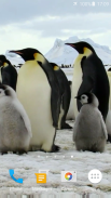 Penguins Video Live Wallpaper screenshot 0