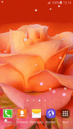 3D Rose Live Wallpaper screenshot 3