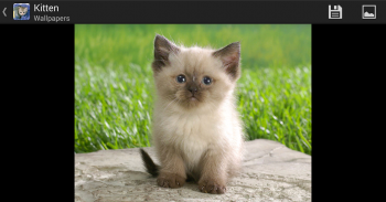 Kitten - HD Wallpapers screenshot 5