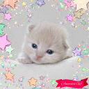 Sweet Cats GIF Photo Frames Icon