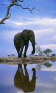 Beautiful Elephant Pics screenshot 4