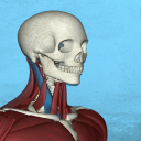 Corporis Anatomy | Interactive 3D Human Body Atlas