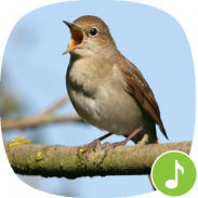 Appp.io - Nightingale nyanyian burung screenshot 2