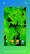 Leaf Wallpaper HD screenshot 5