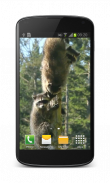 Raccoon Free Video Wallpaper screenshot 2