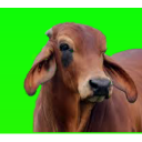 गाय पालन (Cow Rearing) Icon