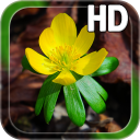 Spring Flower LWP Icon