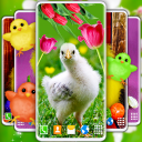 Easter Chicks Live Wallpaper Icon
