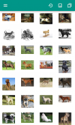 Dog Breeds (quiz) screenshot 4