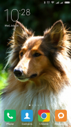 Collie Wallpapers screenshot 5