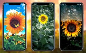 Sunflower Wallpapers screenshot 4