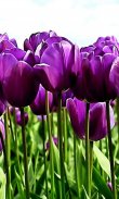 HD Purple Tulips Wallpaper screenshot 2