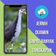 Suara Pemikat Ruak Ruak Ampuh screenshot 4