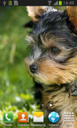 Yorkshire Terrier Live Wallpap screenshot 1