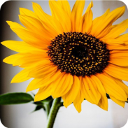 Sunflower Wallpapers screenshot 2