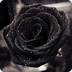 Black Rose Wallpapers Hd 22 Download Apk For Android Aptoide