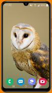 Owl HD Wallpaper screenshot 10