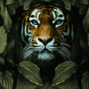 Tiger Wallpaper HD icon