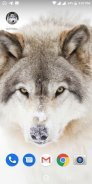 Free Wolf Wallpapers HD screenshot 6